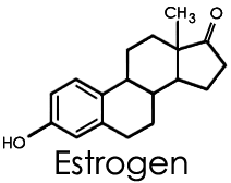 Function of lipid steroids in the body