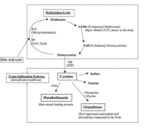 Cysteine-cycle