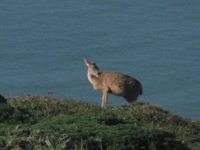 fight or flight, hypnosis, subconscious fears, trauma fight or flight, hypnosis, subconscious fears, trauma