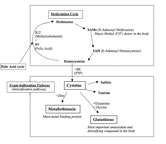 mercury detoxification cysteine